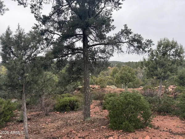 a view of a forest with trees