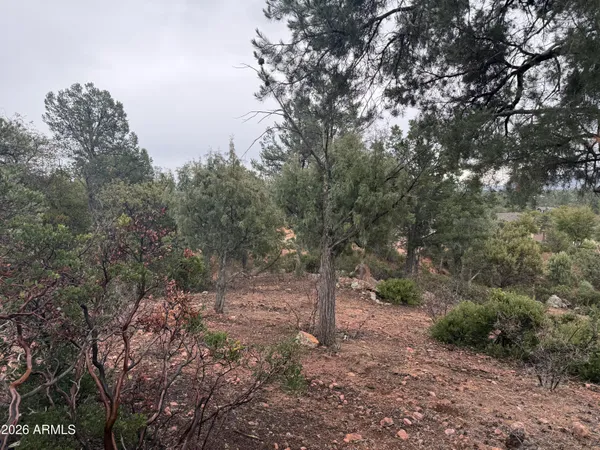 a view of a forest with trees in the background