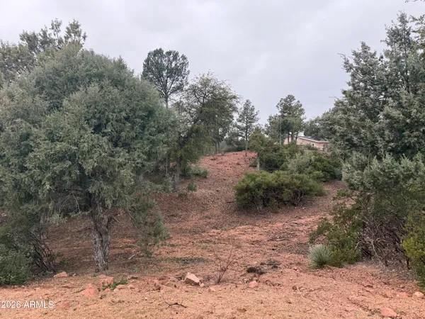 a view of a forest with trees in the background