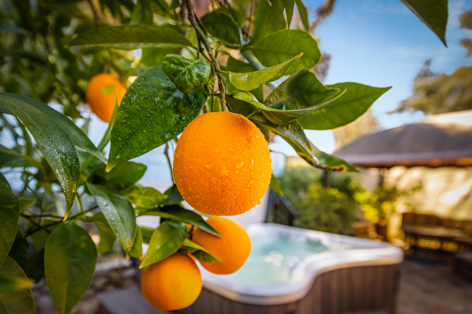 11604 North Ventura Avenue Ojai, CA 93023 - Photo 12 of 24