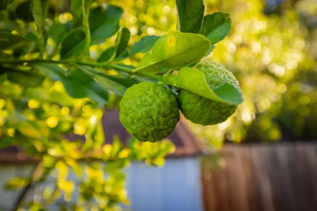 $2,000,000 | 11604 North Ventura Avenue, Ojai, CA 93023