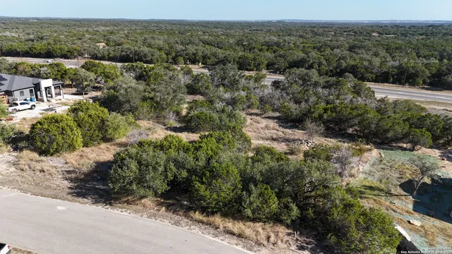 a view of a yard with plants and large trees