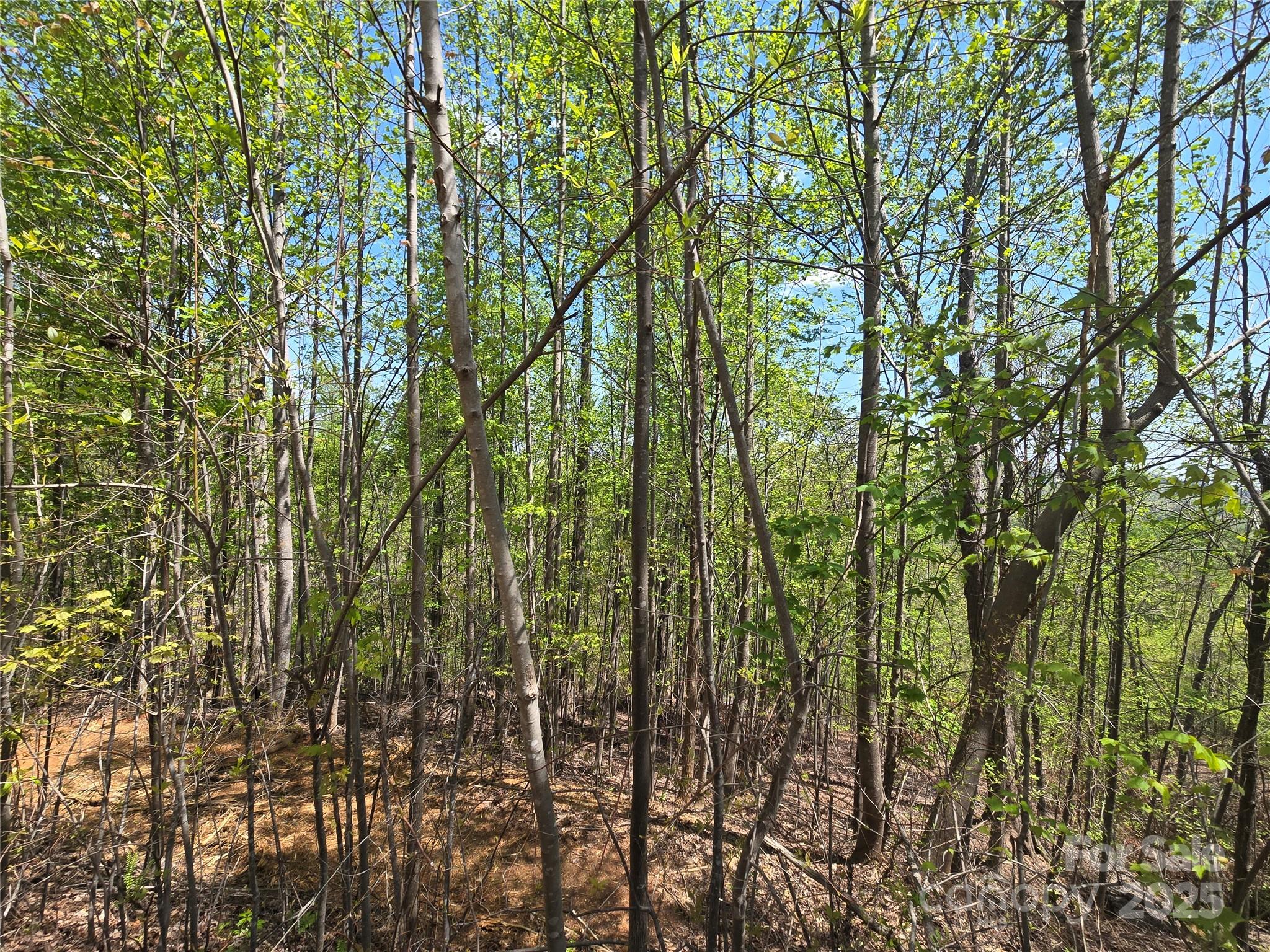 Lot 24 High Rock Ridge Lake Lure, NC 28746 - Photo 12 of 22 a view of forest