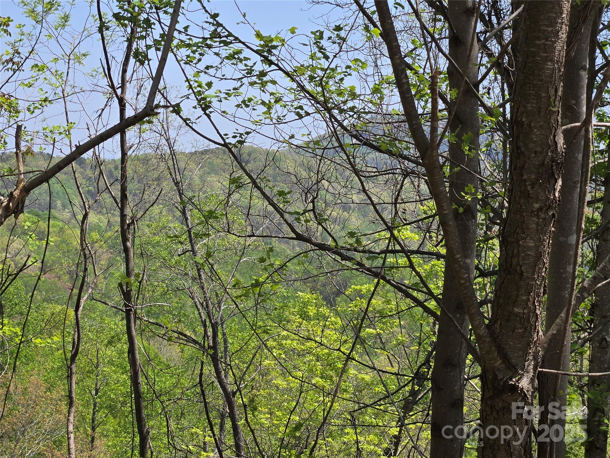 Lot 24 High Rock Ridge Lake Lure, NC 28746 - Photo 5 of 22 a view of tree