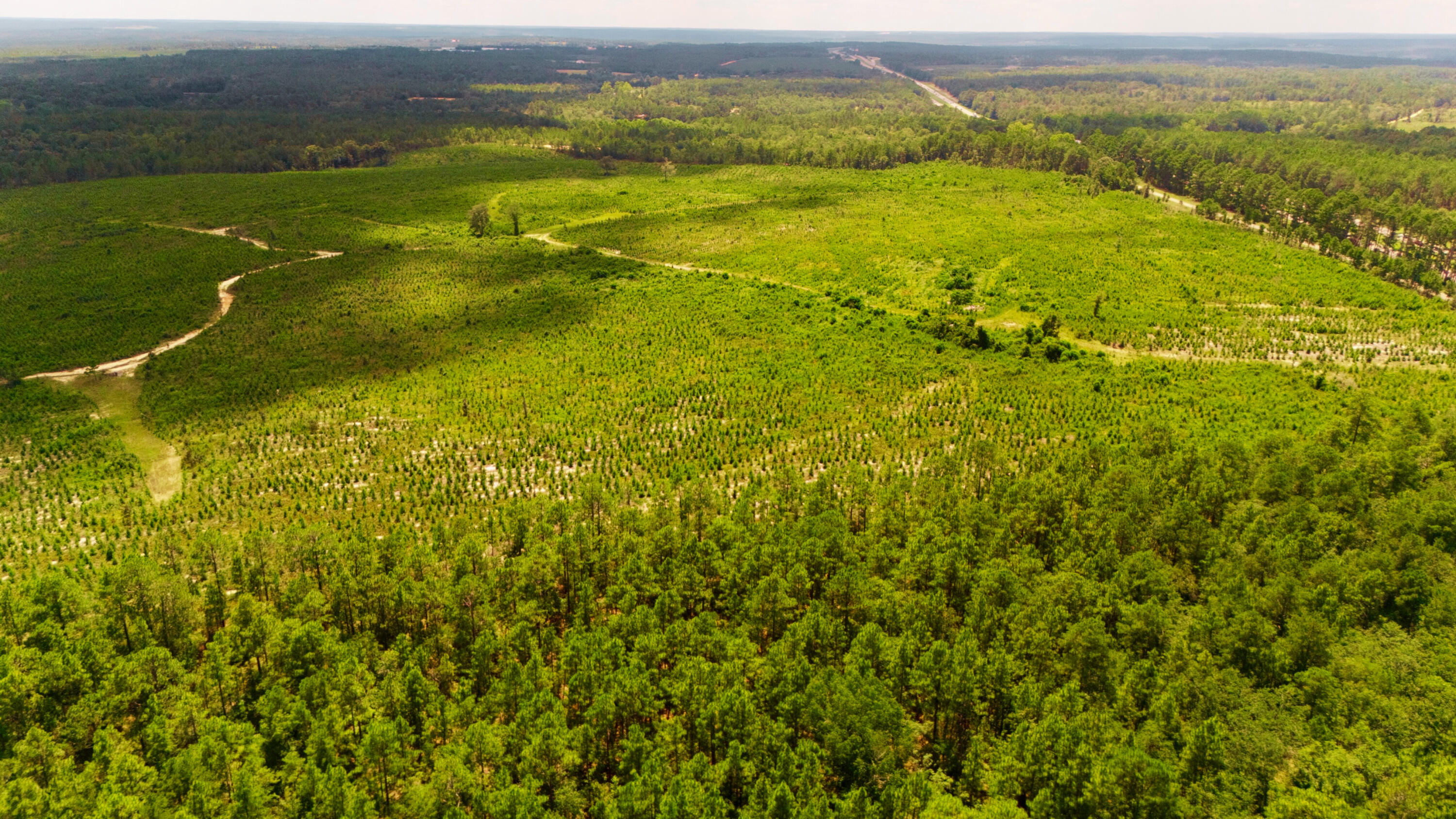 Lot 2 Notch Road Ridge Spring, SC 29129 - Photo 12 of 14