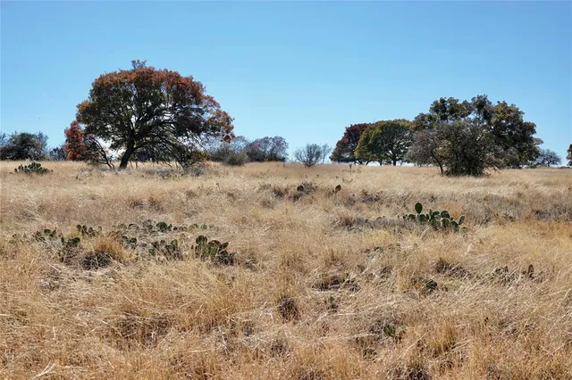 a view of a bunch of trees in a field