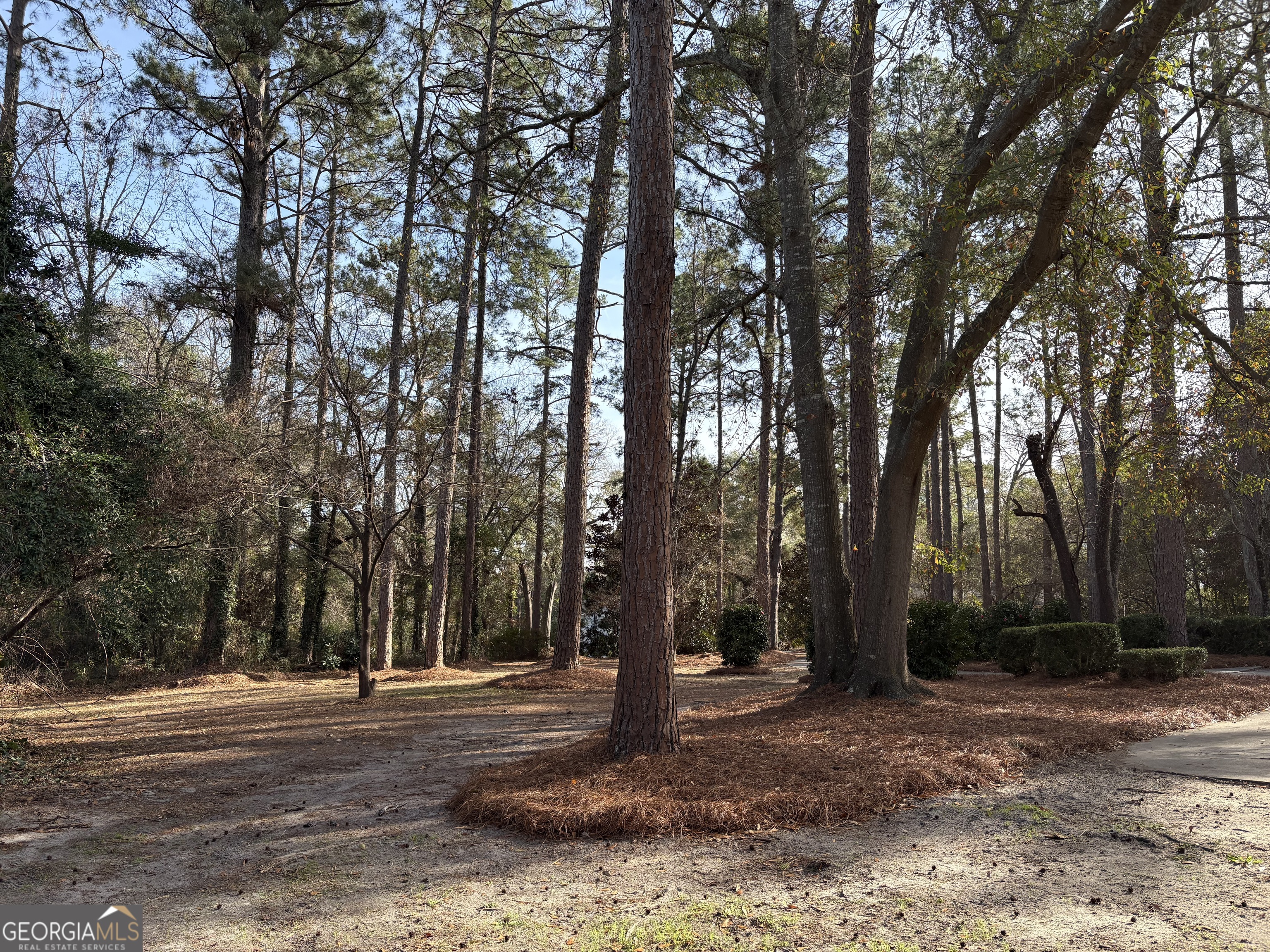 502 Payne Place Dublin, GA 31021 - Photo 7 of 61 a view of a forest with trees