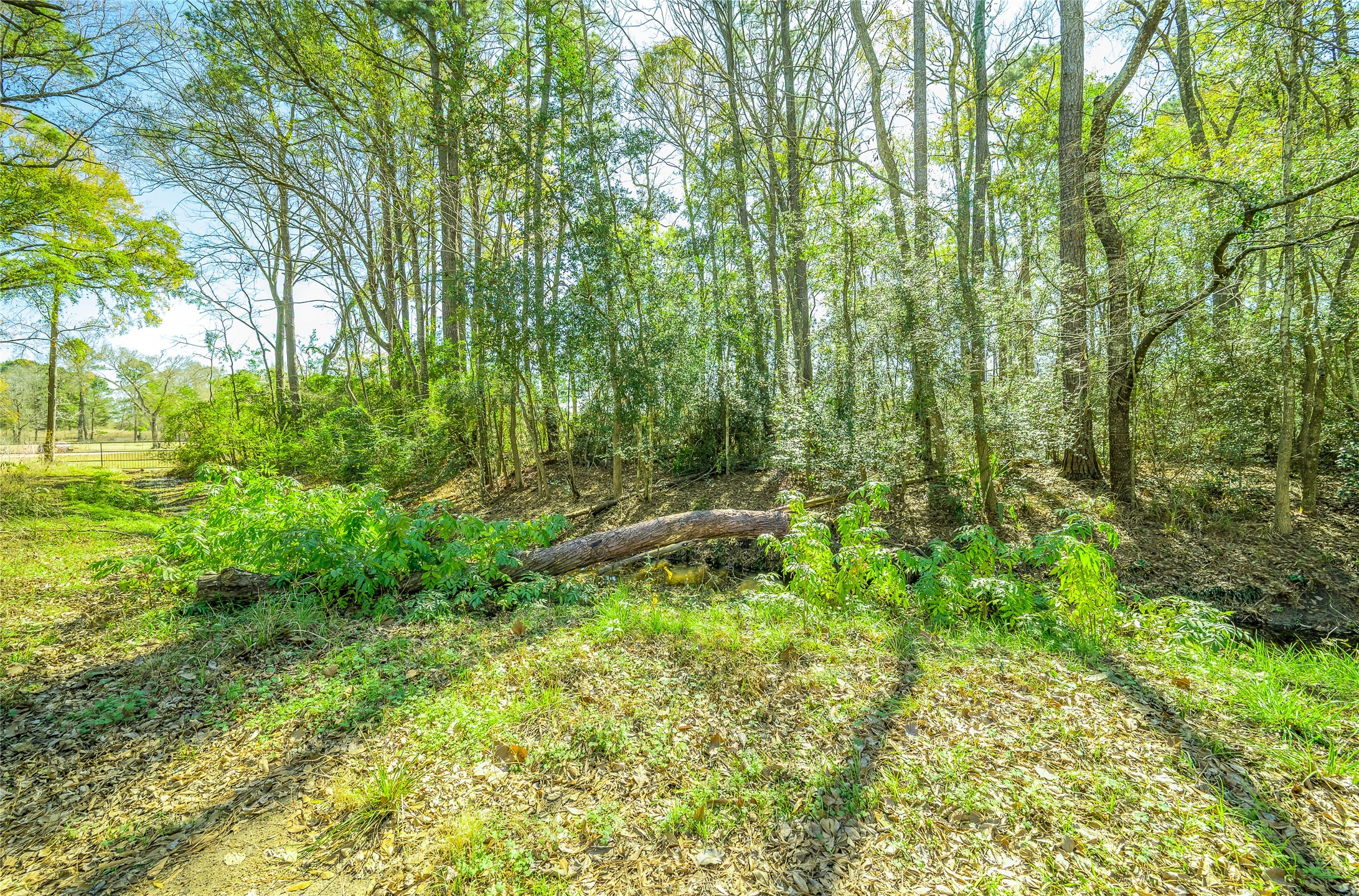 26 Holly Springs Drive Conroe, TX 77302 - Photo 13 of 32 a view of a lush green forest with large trees