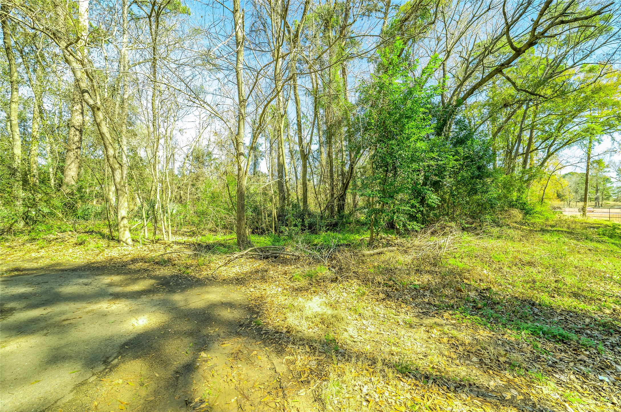 26 Holly Springs Drive Conroe, TX 77302 - Photo 14 of 32 a view of swimming pool and trees in the background