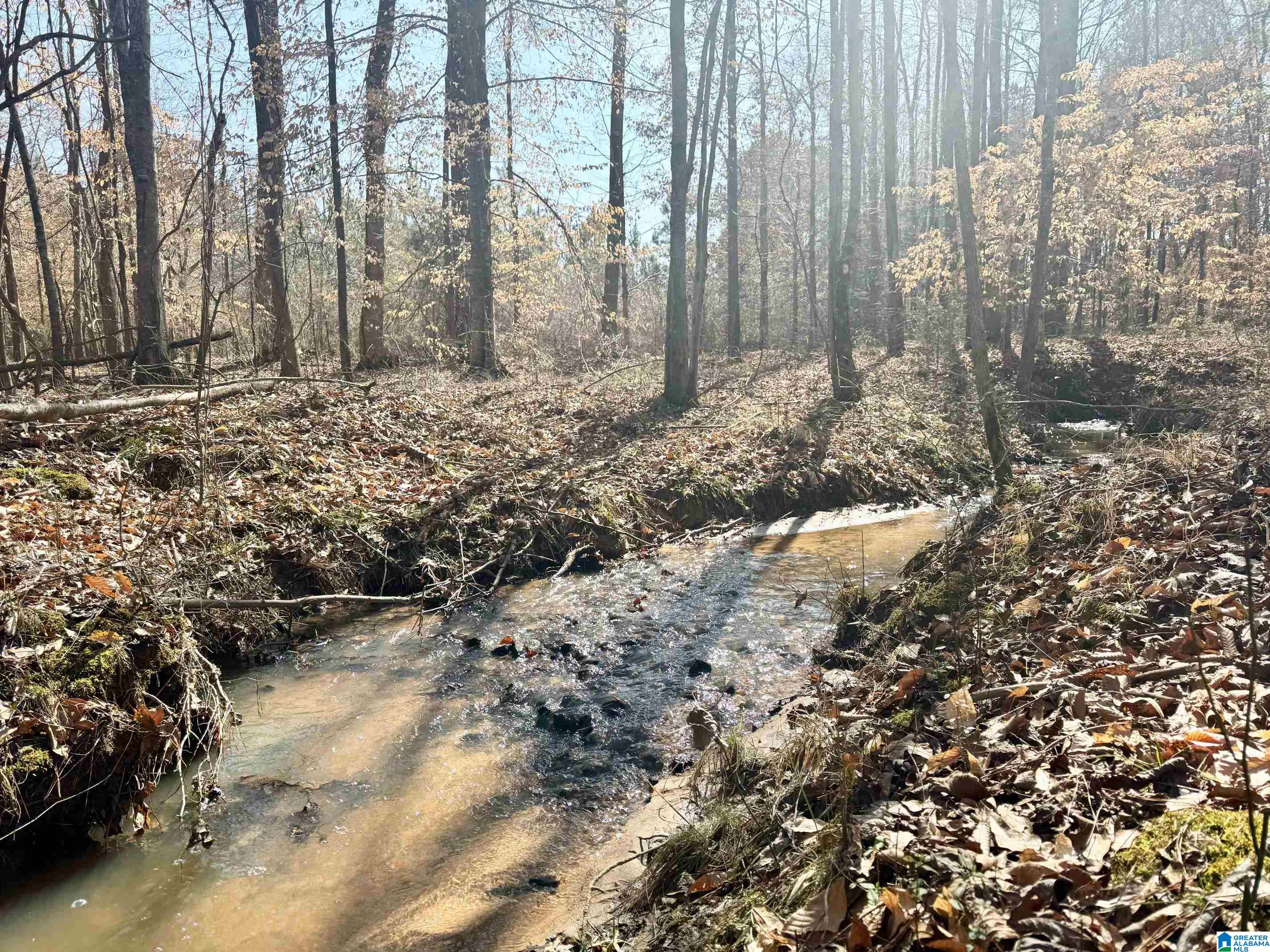 0 Cody Road, Unit 15 66 ACRES Roanoke, AL 36274 - Photo 3 of 7
