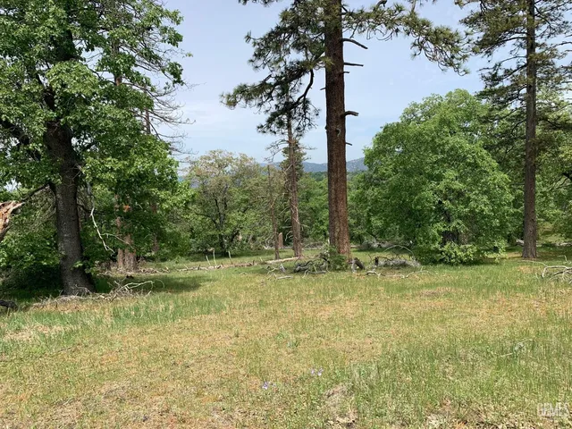 a view of a lush green forest with lots of trees