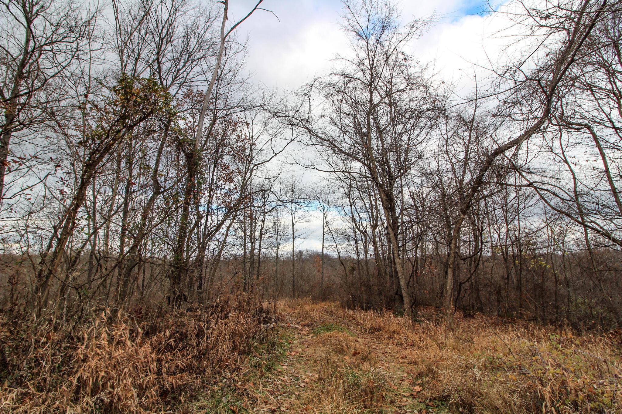 0 Virginia Ridge Road Philo, OH 43771 - Photo 6 of 29 IMG_7594