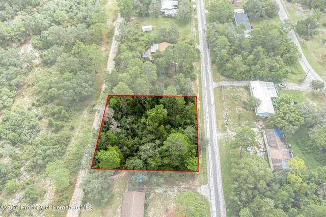 a close up of a plant in a garden