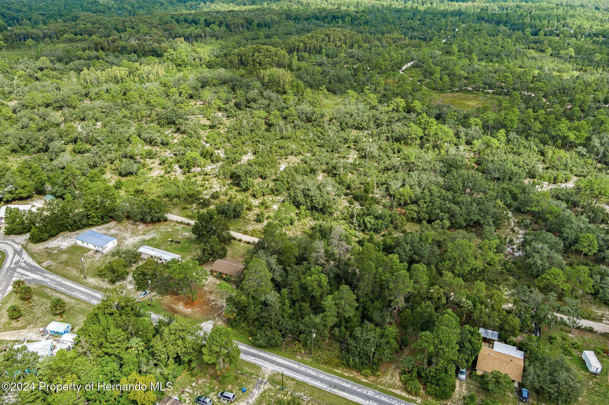 8055 Filson Street Weeki Wachee, FL 34613 - Photo 9 of 30 a view of a forest that has a tree