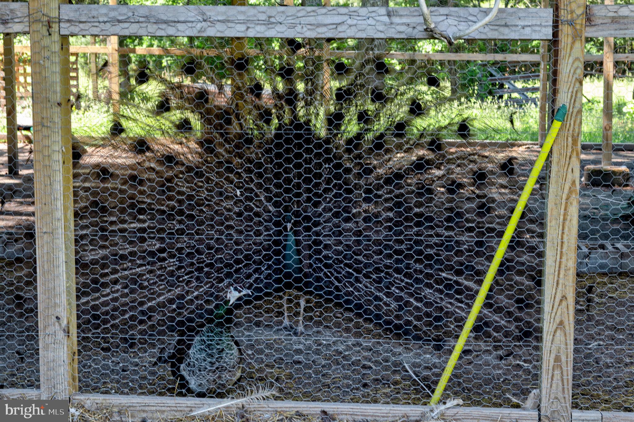 10439 Ashcake Road Ashland, VA 23005 - Photo 25 of 27 a view of a garden