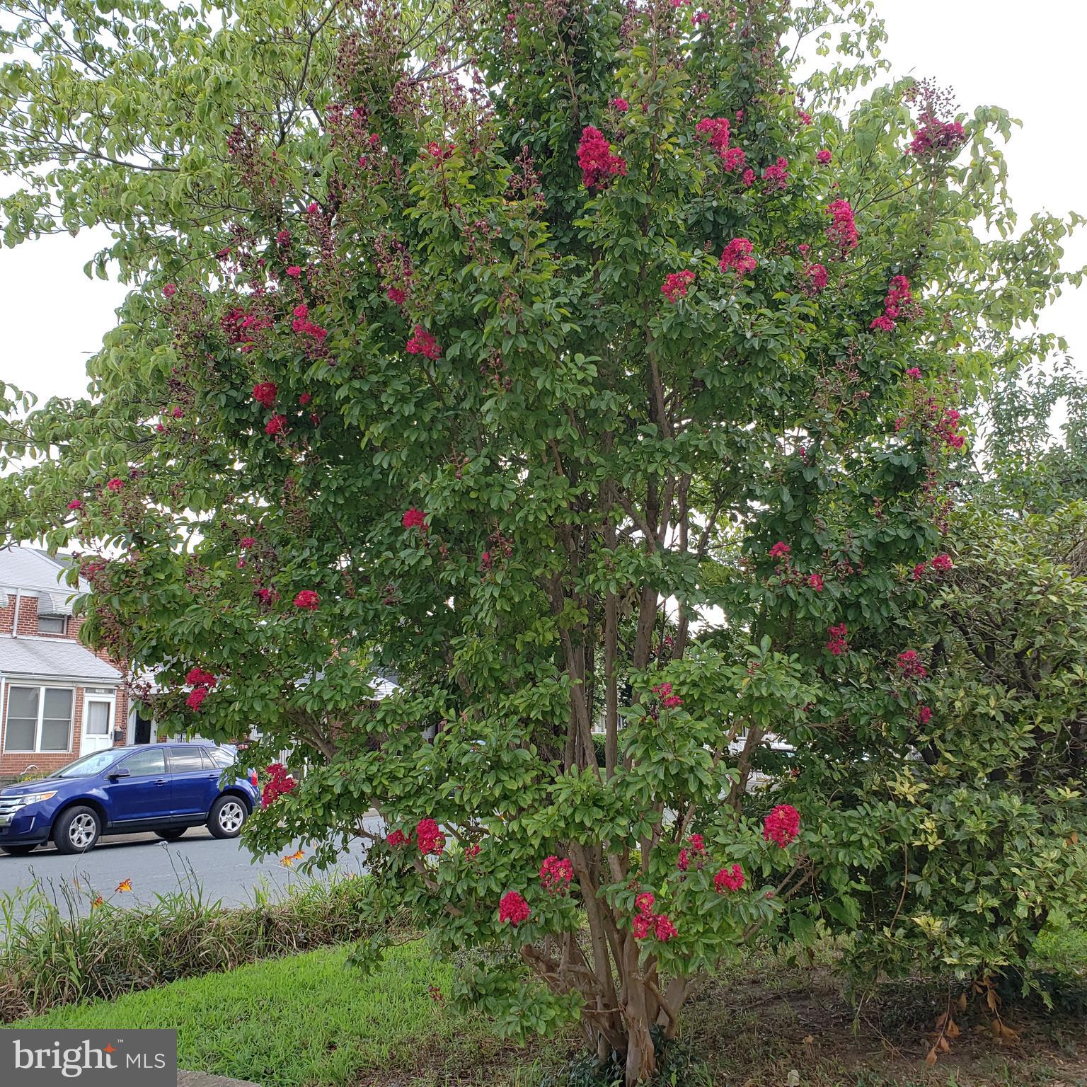 2000 Ormand Road Baltimore, MD 21222 - Photo 7 of 49 Crepe Myrtle in front yard