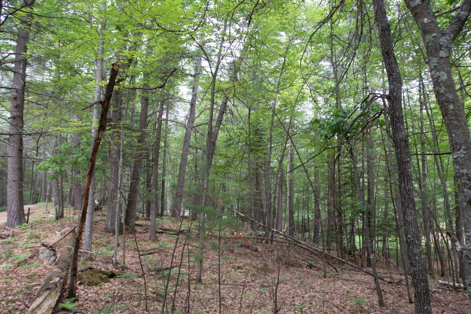 3-acres Bass Lake Loop Rhinelander, WI 54501 - Photo 16 of 22 Gallery Image 16