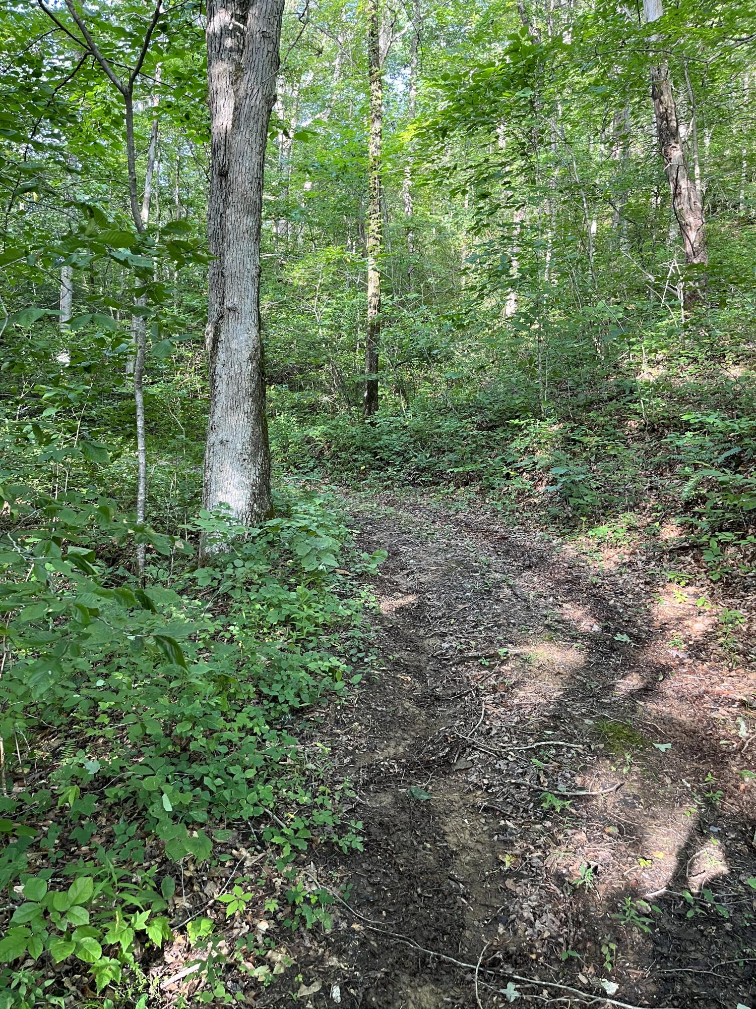 358 Indicut Gap Ford Road Duffield, VA 24244 - Photo 8 of 39 IMG_2701