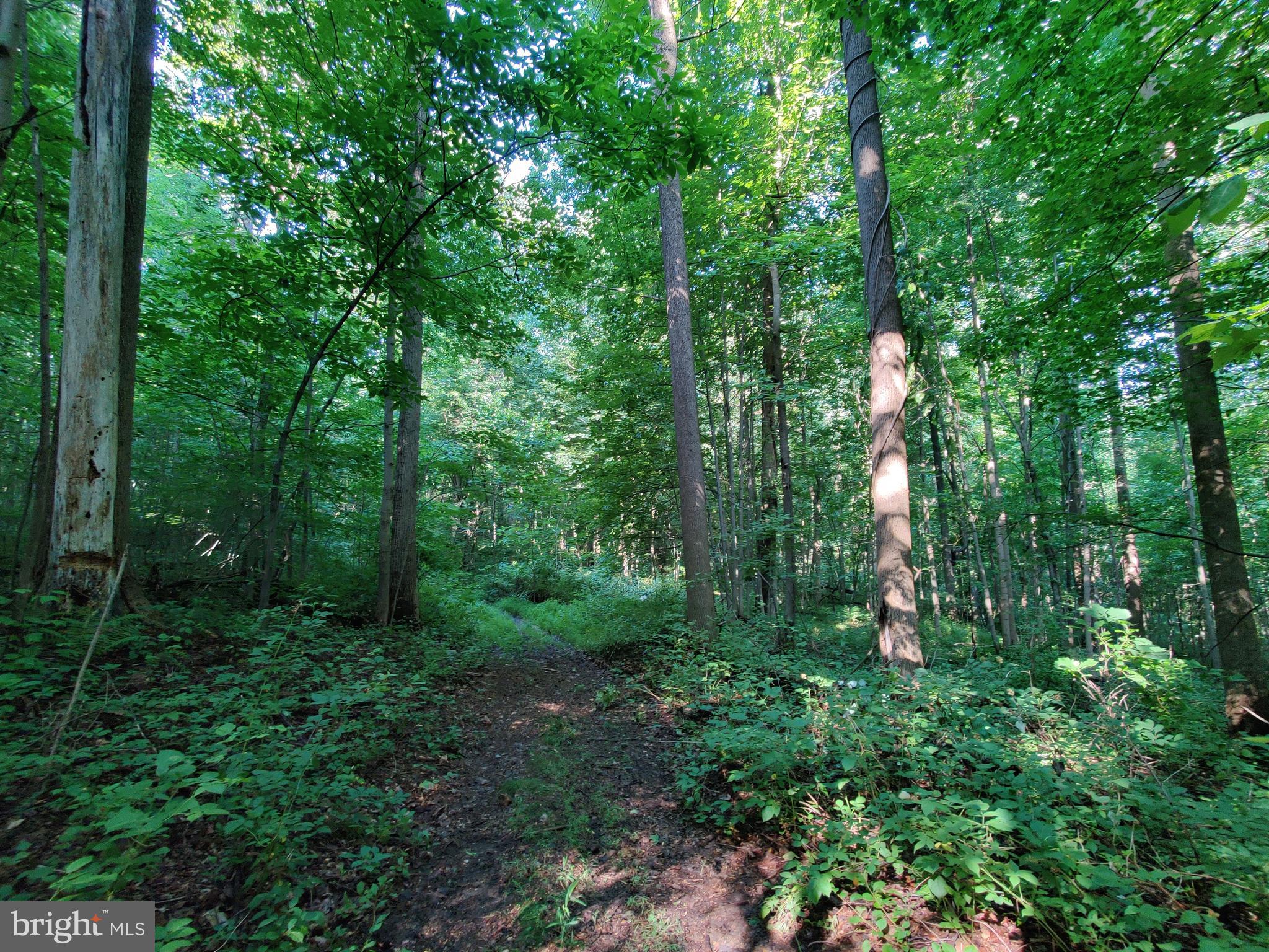 128 Black Road Coatesville, PA 19320 - Photo 13 of 17 a view of outdoor space and green space