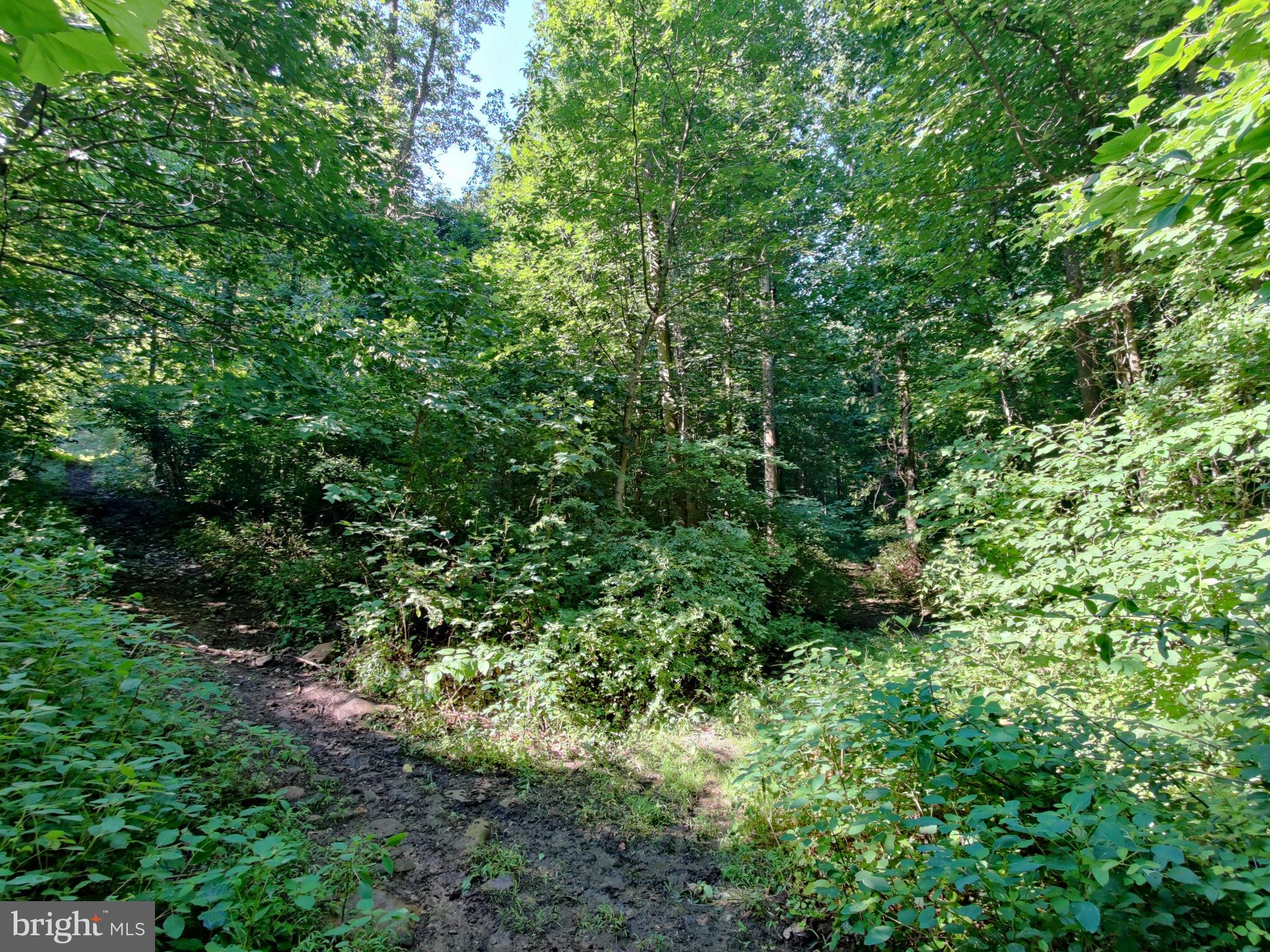 128 Black Road Coatesville, PA 19320 - Photo 16 of 17 a view of a lush green forest