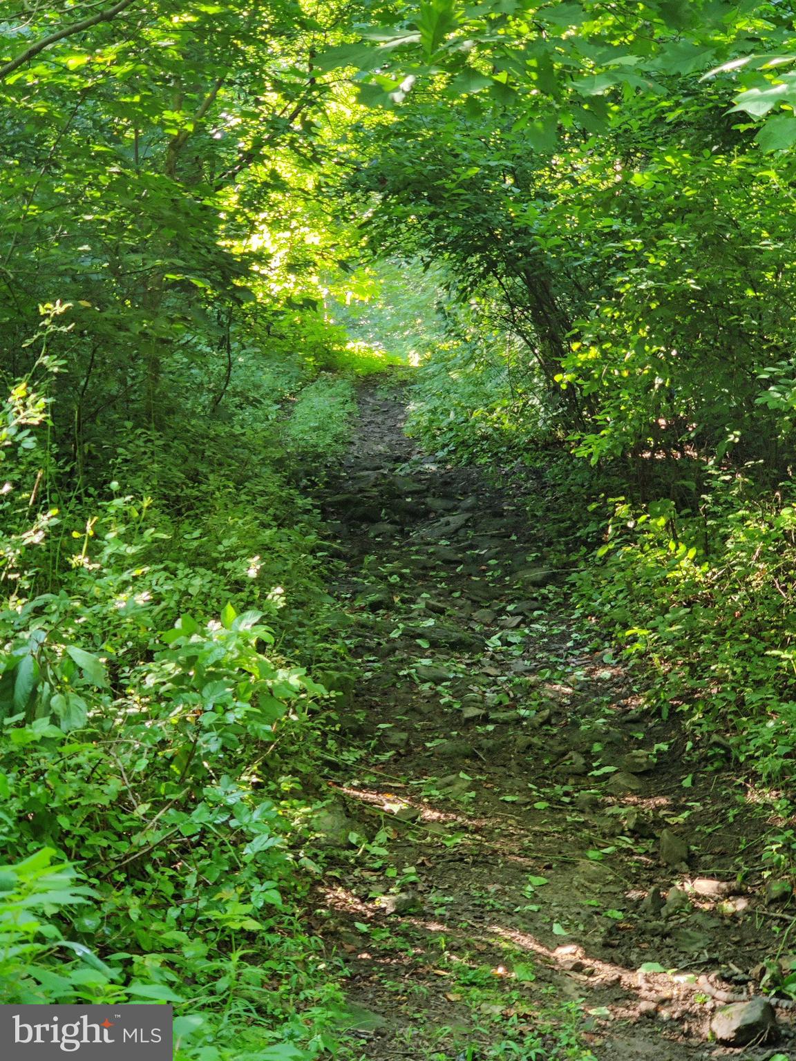 128 Black Road Coatesville, PA 19320 - Photo 17 of 17 a view of a lush green forest