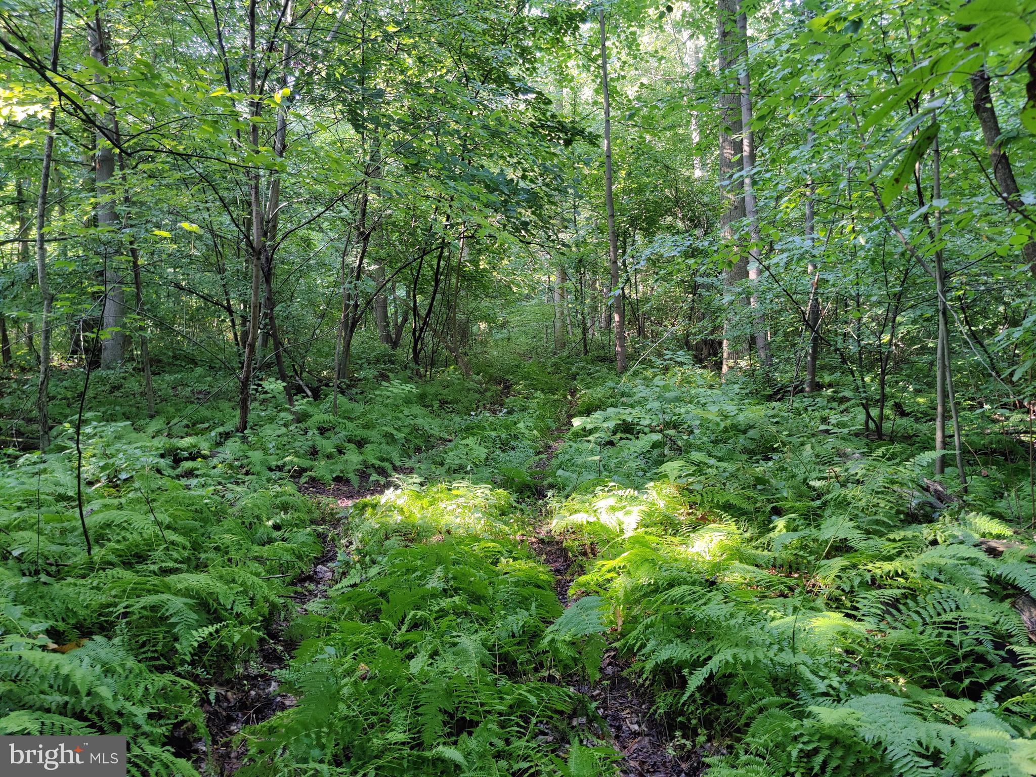 128 Black Road Coatesville, PA 19320 - Photo 4 of 17 a view of a lush green forest