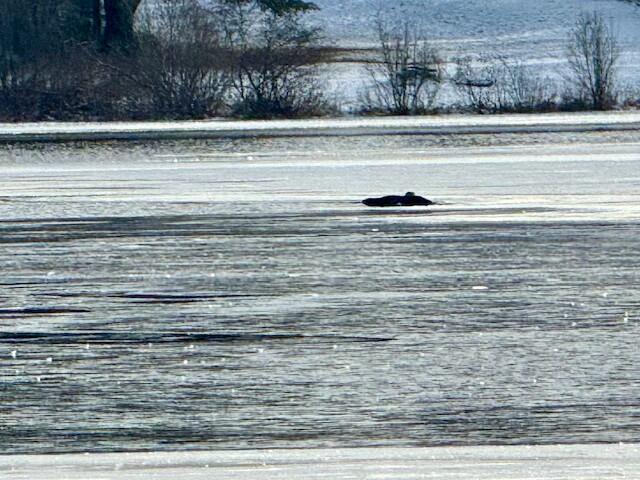 0 Red River Road Winterville Plt, ME 04739 - Photo 3 of 16 tempImagezAGp0X