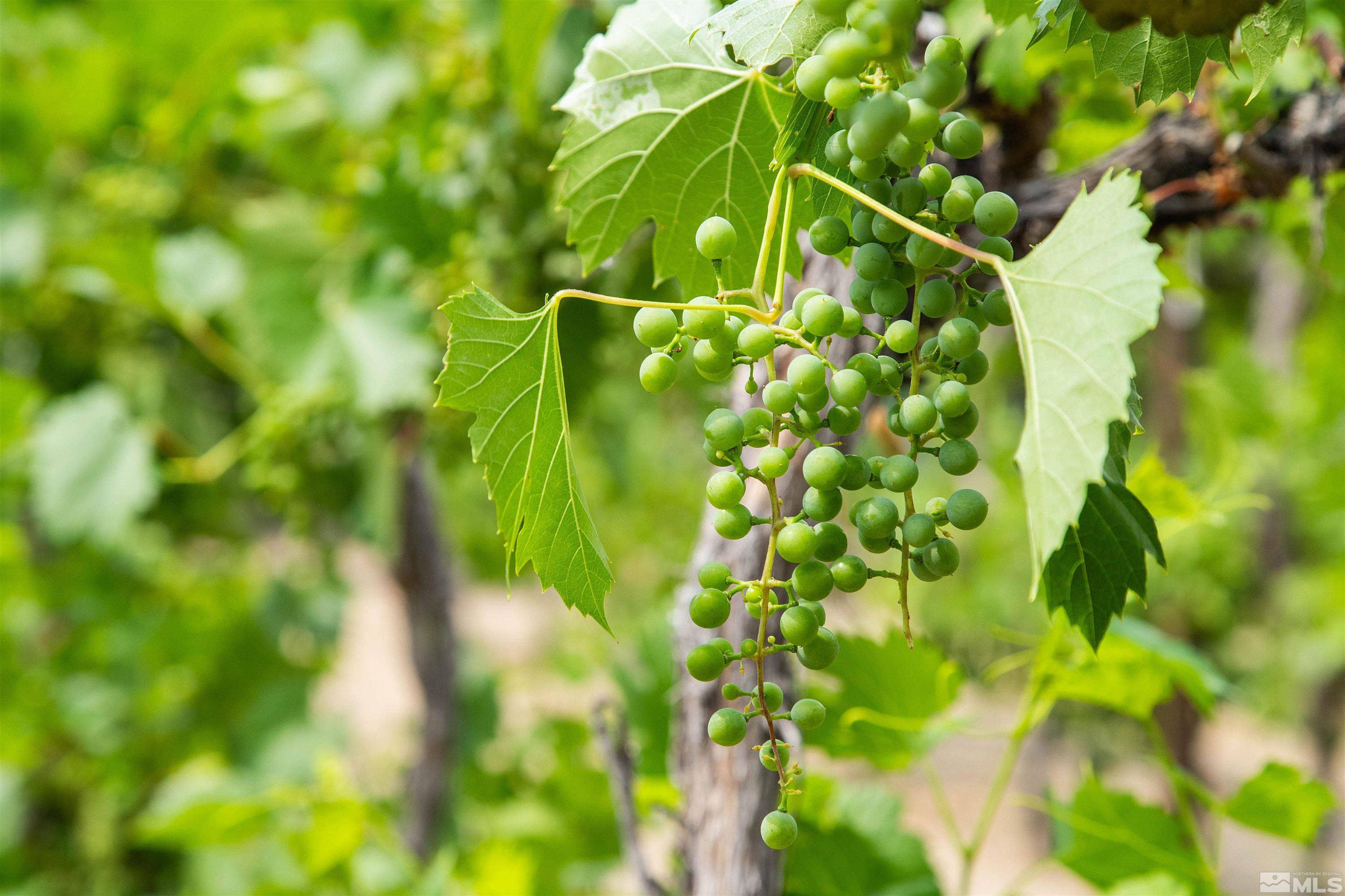 2032 Ash Canyon Road Carson City, NV 89703 - Photo 29 of 37 a backyard of a tree