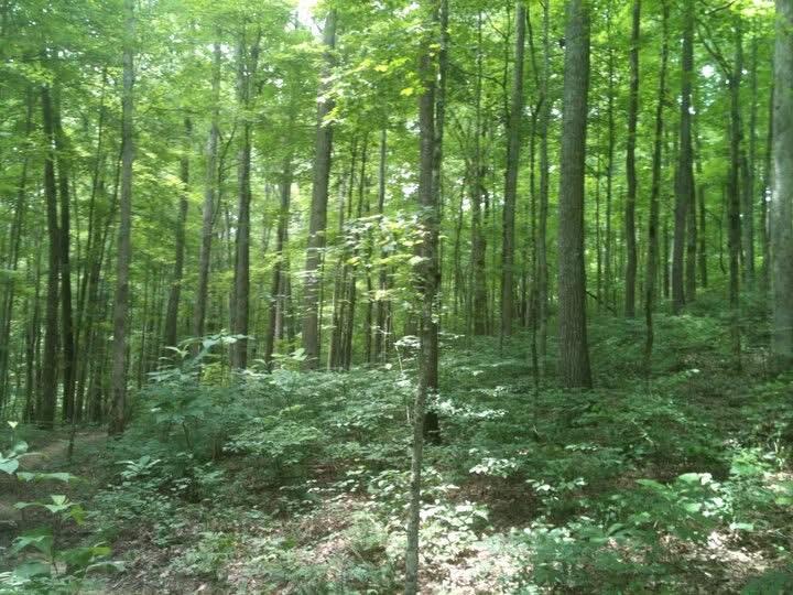 9999 Hales Fork Road Flat Lick, KY 40935 - Photo 23 of 47 IMG_0594
