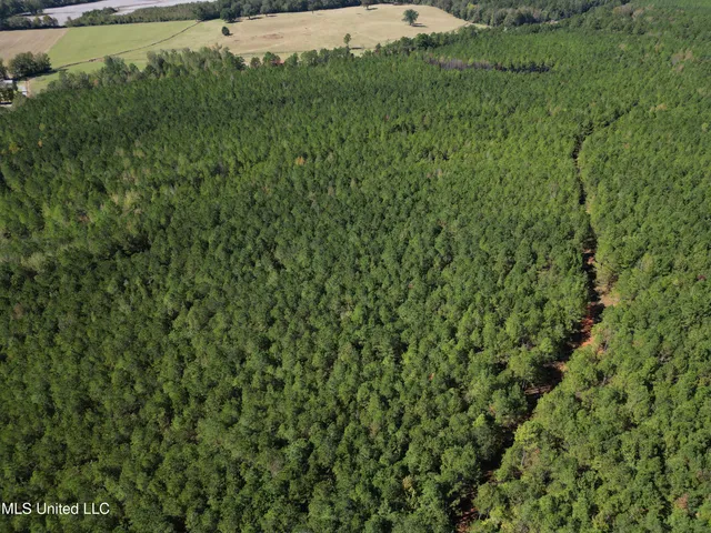 $560,000 | Minerva Road, Kilmichael, MS 39747