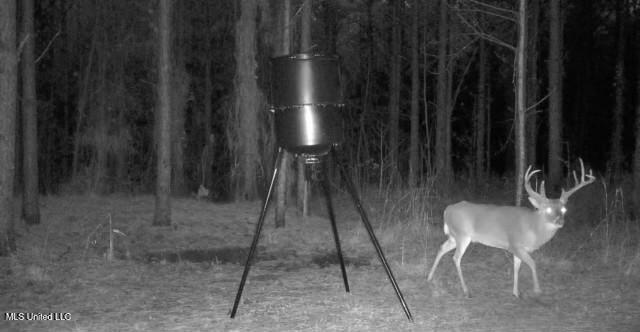 Minerva Road Kilmichael, MS 39747 - Photo 44 of 47 deer