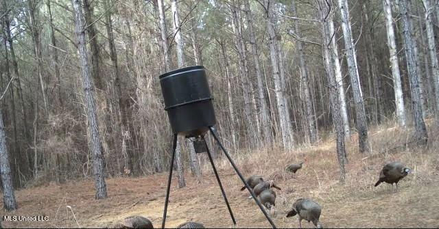 Minerva Road Kilmichael, MS 39747 - Photo 45 of 47 turkeys 1
