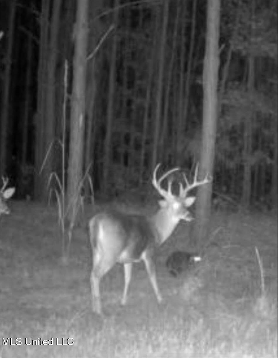 Minerva Road Kilmichael, MS 39747 - Photo 46 of 47 deer