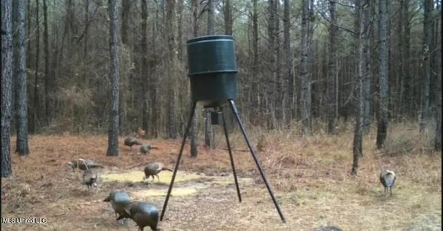 $560,000 | Minerva Road, Kilmichael, MS 39747