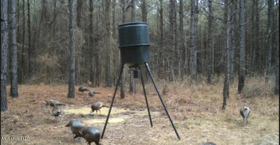 Minerva Road Kilmichael, MS 39747 - Photo 47 of 47 turkeys 2