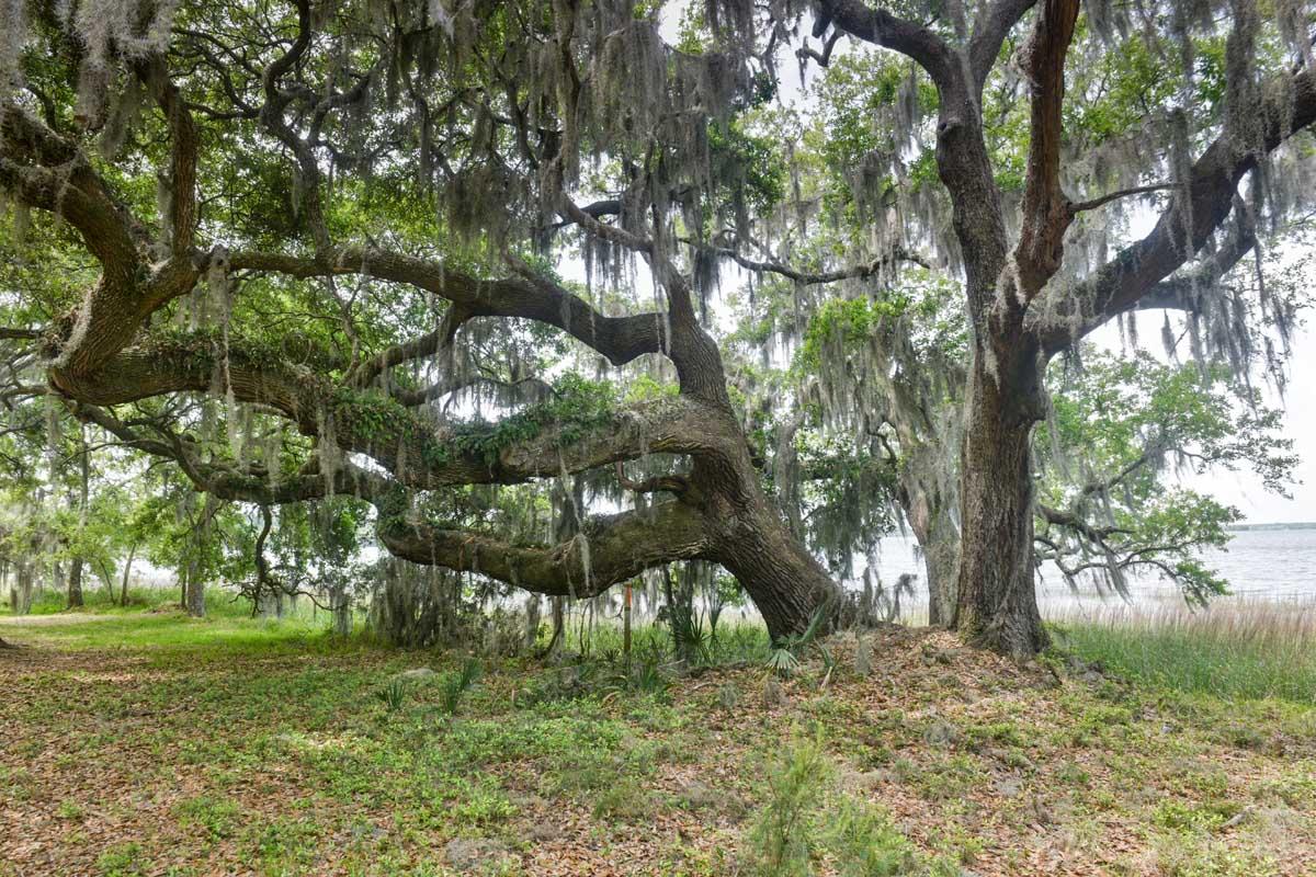 1308 Polly Point Road Wadmalaw Island, SC 29487 - Photo 22 of 41 DSC_8699