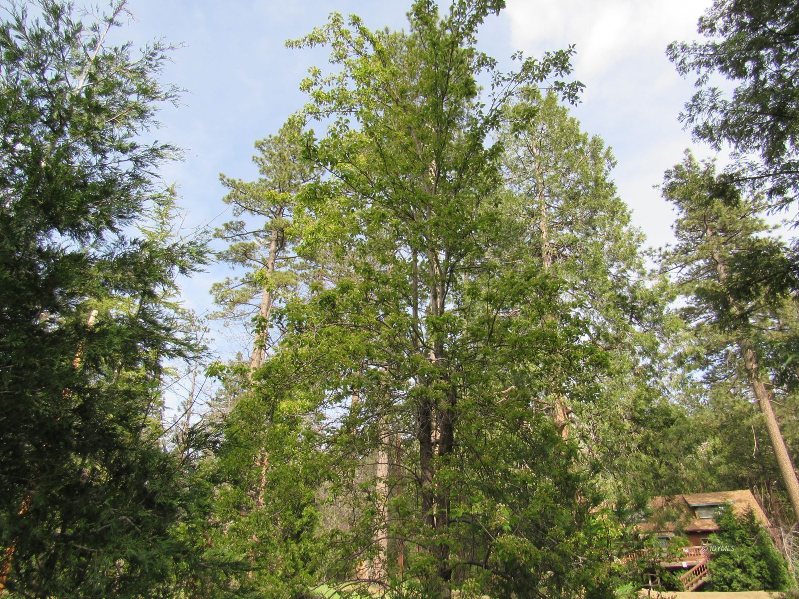 Tahquitz Road Idyllwild, CA 92549 - Photo 5 of 11 a view of a tree