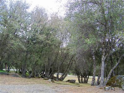 46300 Vista Del Rio Drive Oakhurst, CA 93644 - Photo 19 of 19 Property