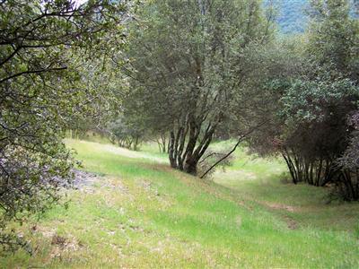 46300 Vista Del Rio Drive Oakhurst, CA 93644 - Photo 5 of 19 Back property