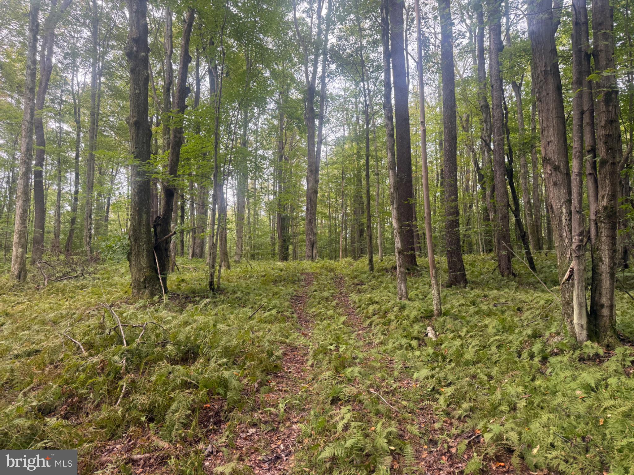 0 Mt Alton Road Limestone, NY 14753 - Photo 27 of 28 Gallery Image 27
