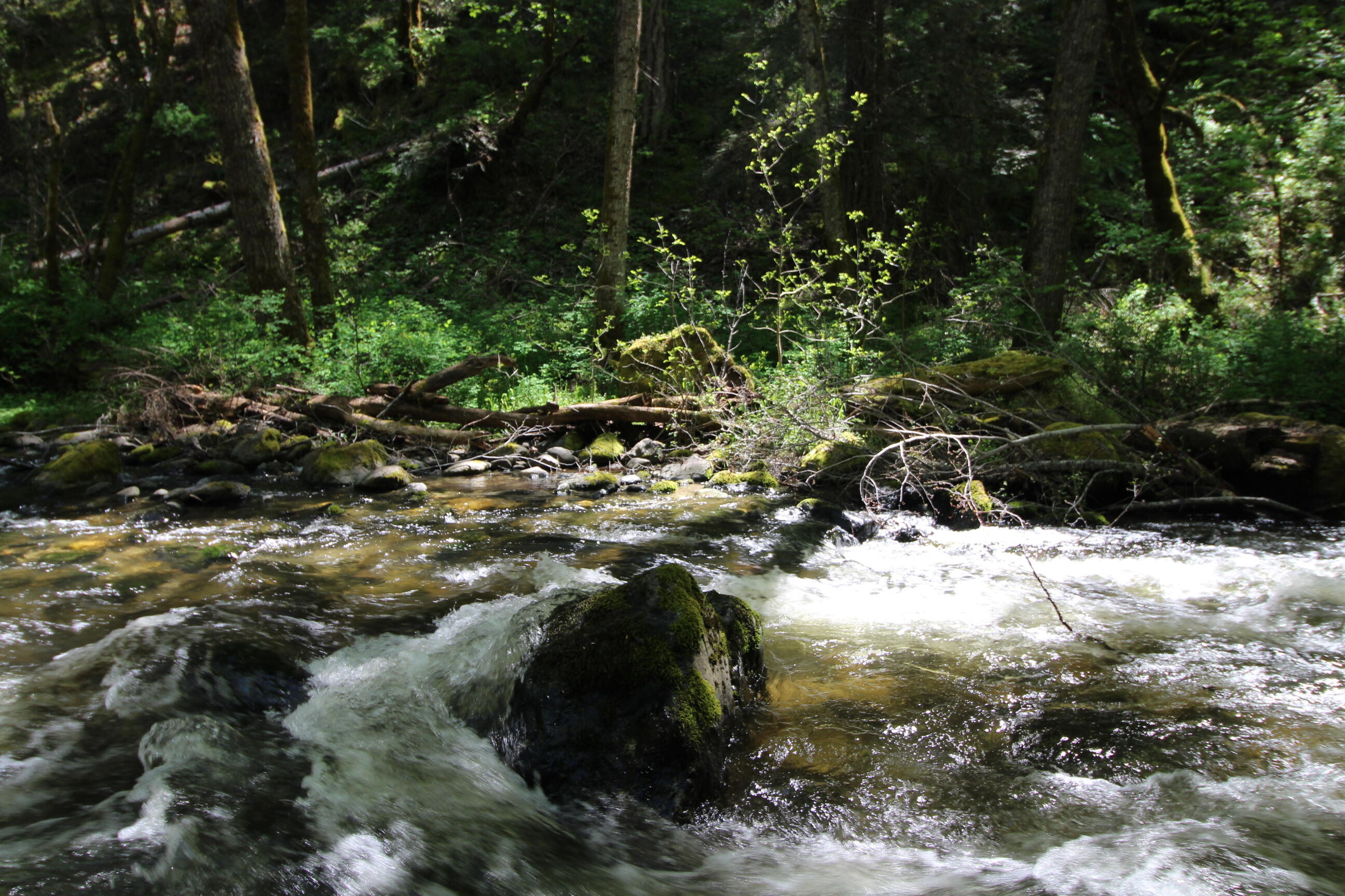 10000 Little Applegate Road Jacksonville, OR 97530 - Photo 139 of 141 trillium river rapid