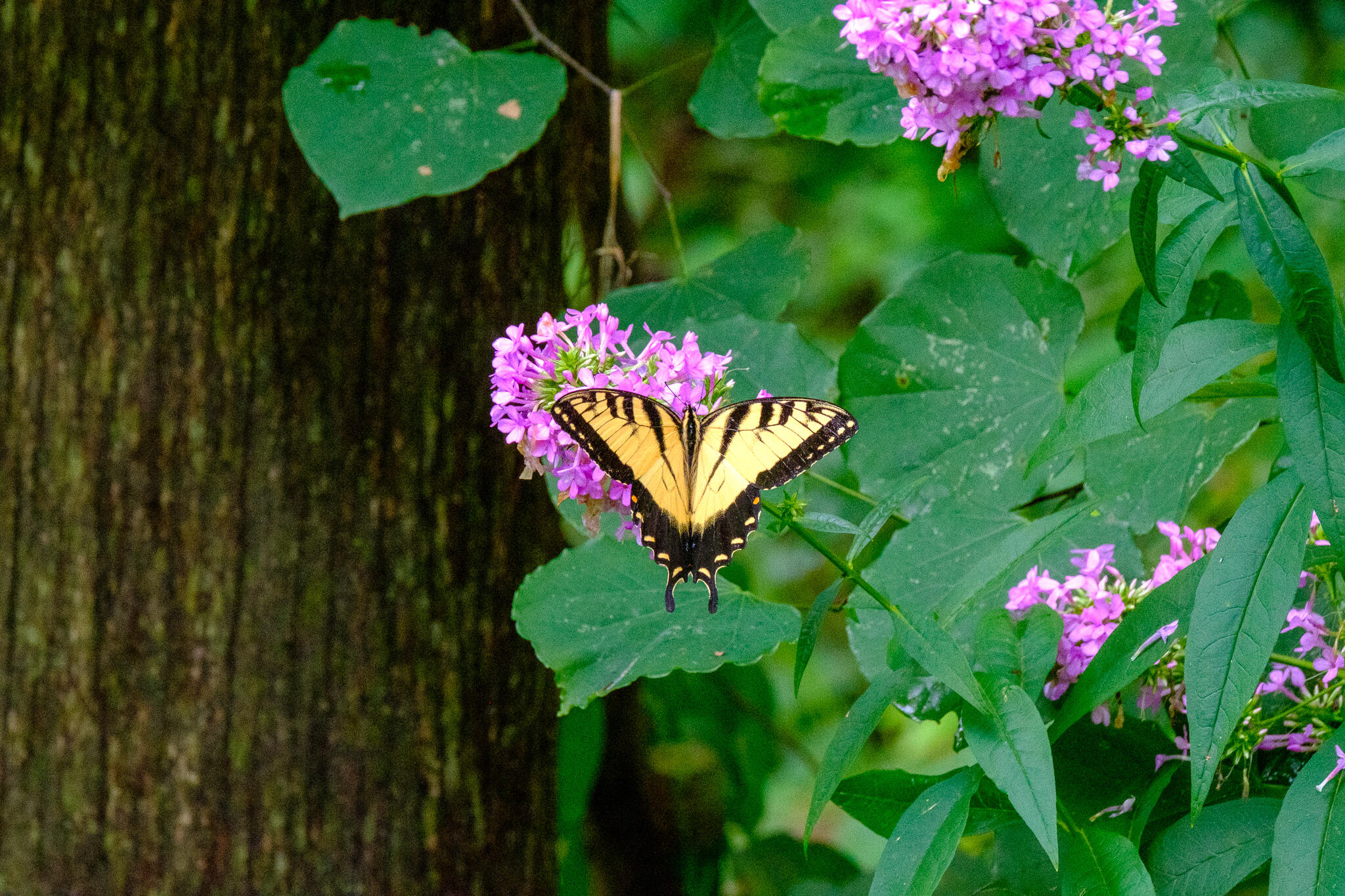 1122 Taylor Road Danville, KY 40422 - Photo 42 of 46 1122 SWALLOWTAIL2