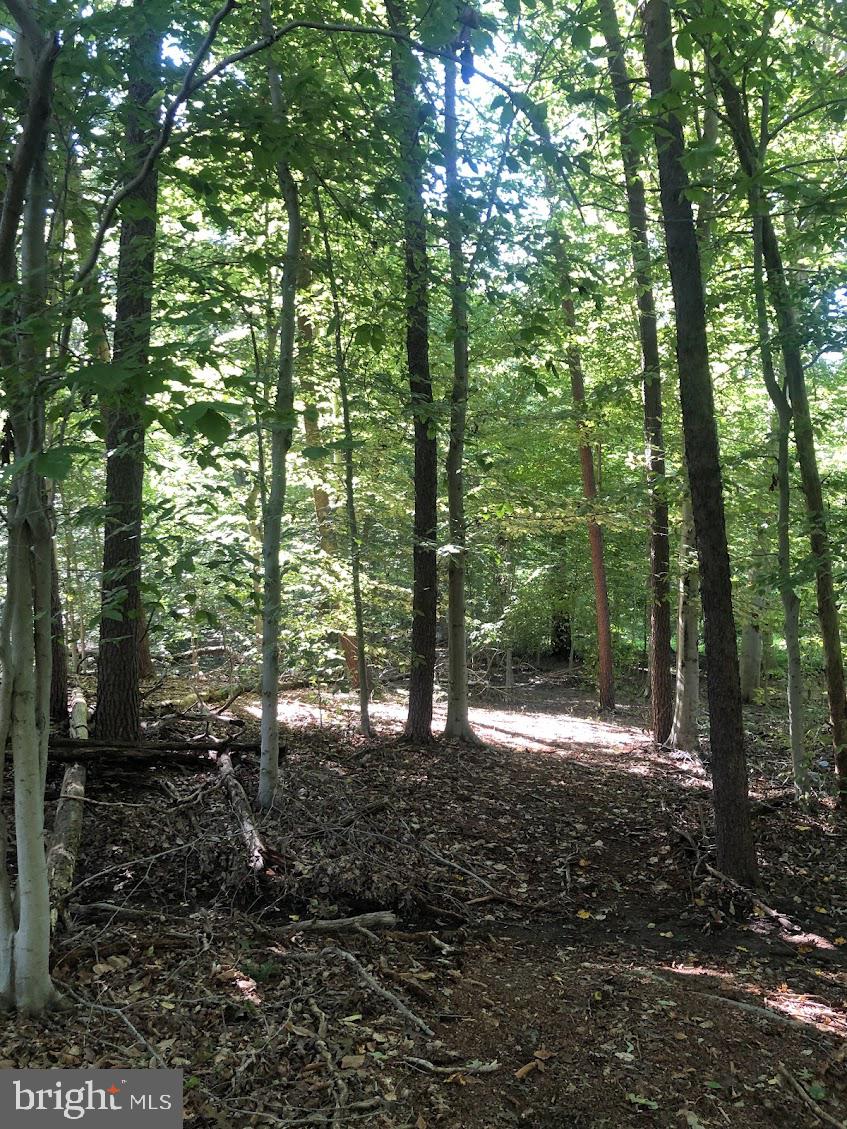 14317 Jericho Park Road Bowie, MD 20715 - Photo 4 of 11