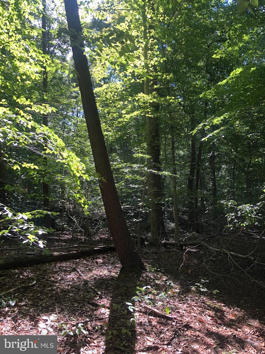 14317 Jericho Park Road Bowie, MD 20715 - Photo 5 of 11