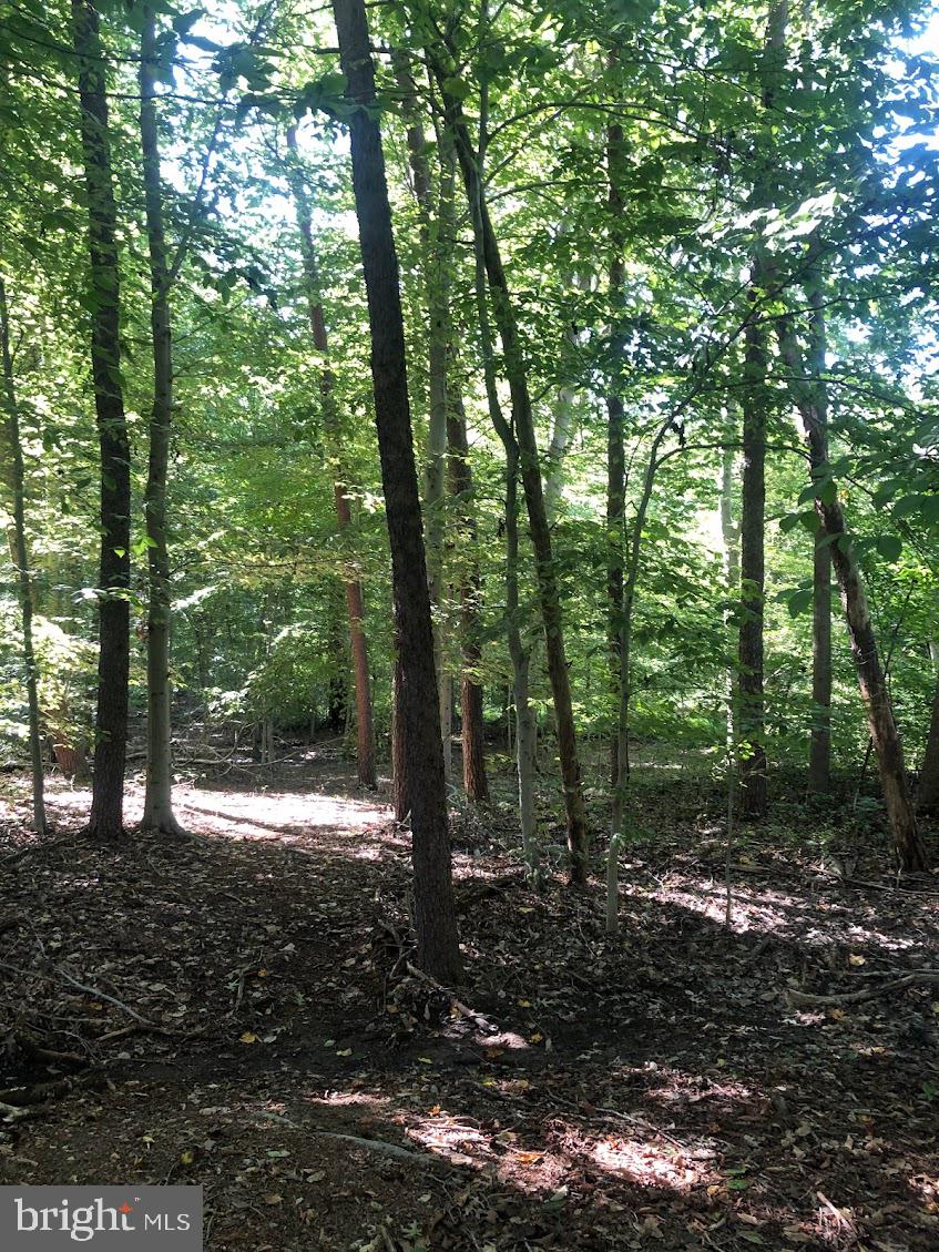 14317 Jericho Park Road Bowie, MD 20715 - Photo 6 of 11