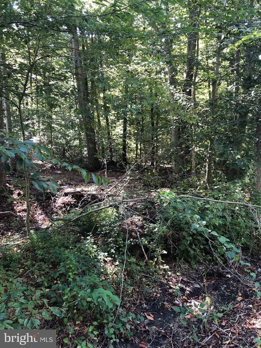 14317 Jericho Park Road Bowie, MD 20715 - Photo 8 of 11