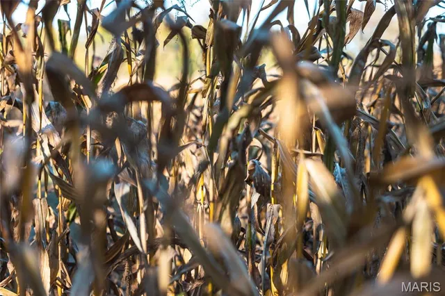 $539,000 | 0 Maries Road 407, Belle, MO 65013