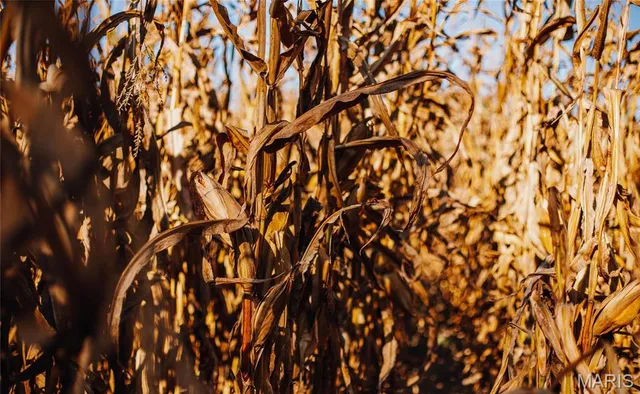 $539,000 | 0 Maries Road 407, Belle, MO 65013