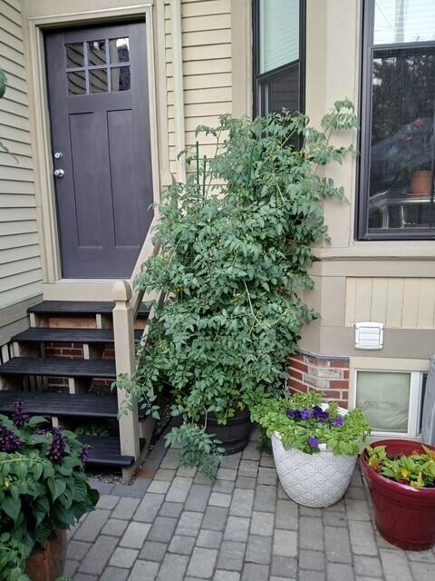 258 Vaughan Street Portland, ME 04102 - Photo 38 of 74 Back yard