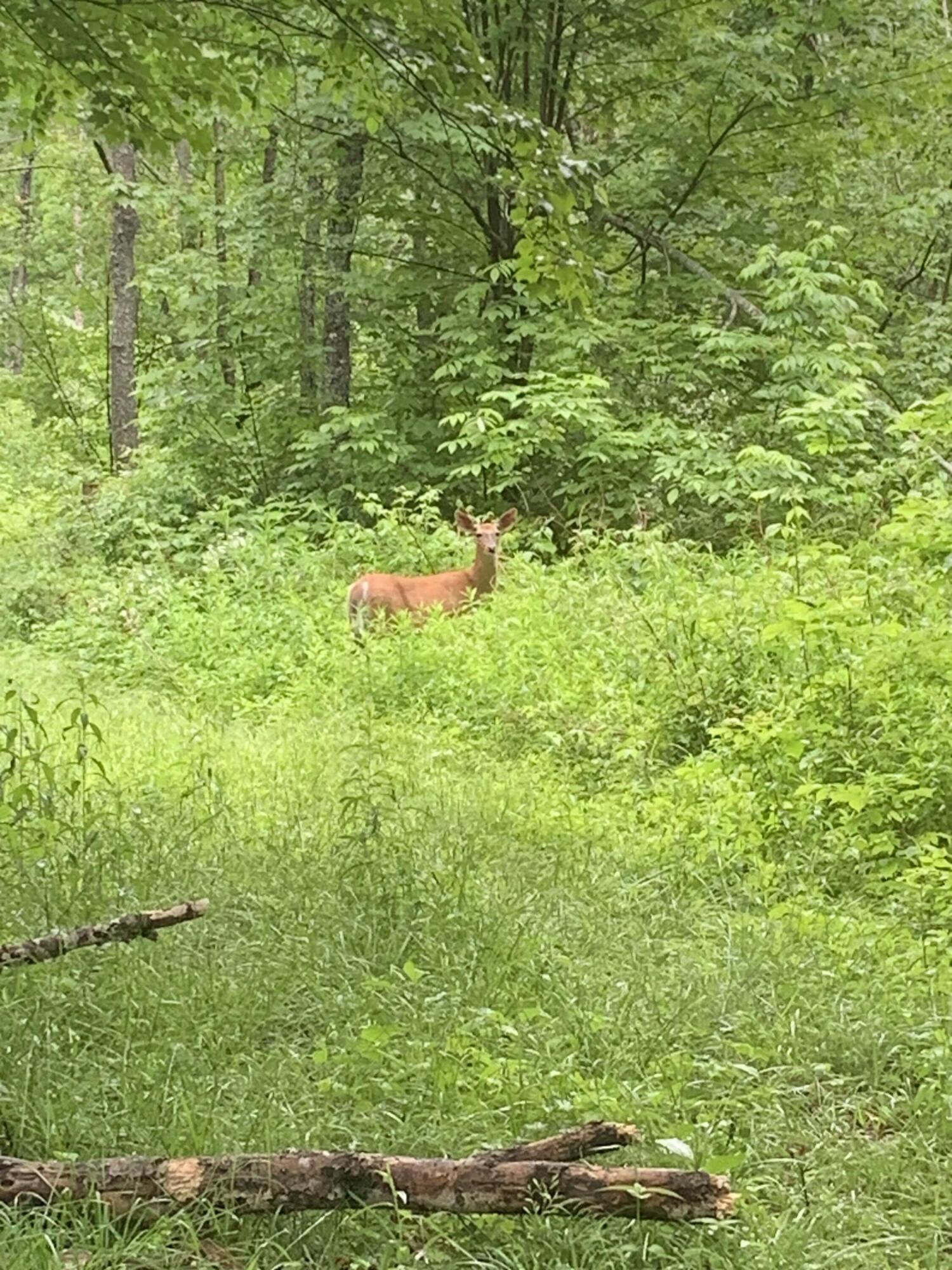 570 Mudgett Road Levant, ME 04456 - Photo 17 of 19 Enjoy the Visitors